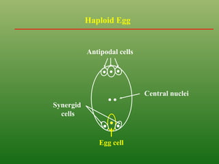 Haploid Egg
Antipodal cells
Egg cell
Synergid
cells
Central nuclei
 