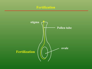 ovule
stigma
Pollen tube
Fertilization
Fertilization
 