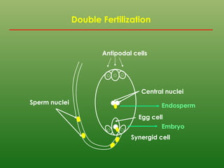 Double Fertilization
Antipodal cells
Central nuclei
Egg cell
Synergid cell
Sperm nuclei
Endosperm
Embryo
 