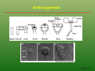 Figure 4.4
Embryogenesis
 