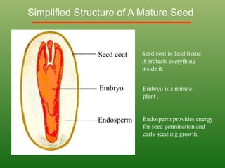 Simplified Structure of A Mature Seed
Seed coat
Embryo
Endosperm
Seed coat is dead tissue.
It protects everything
inside it.
Embryo is a minute
plant .
Endosperm provides energy
for seed germination and
early seedling growth.
 