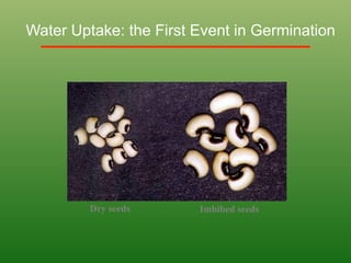 Dry seeds Imbibed seeds
Water Uptake: the First Event in Germination
 