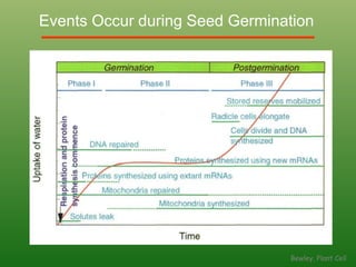 Bewley, Plant Cell
Events Occur during Seed Germination
 