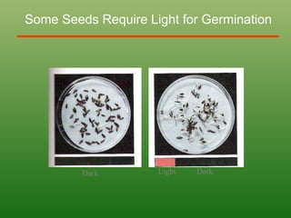 Some Seeds Require Light for Germination
Dark Dark
Light
 