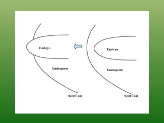 Embryo
Endosperm
Embryo
Endosperm
Seed Coat Seed Coat
 