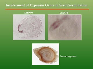 Involvement of Expansin Genes in Seed Germination
LeEXP4
Dissecting seed
LeEXP8
 