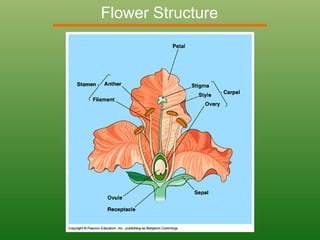 Flower Structure
 