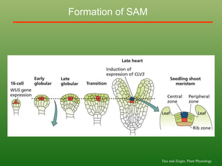 Formation of SAM
Taiz and Zeiger, Plant Physiology
 
