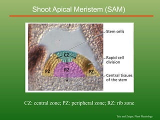 CZ: central zone; PZ: peripheral zone; RZ: rib zone
Shoot Apical Meristem (SAM)
Taiz and Zeiger, Plant Physiology
 