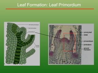 Leaf Formation: Leaf Primordium
 