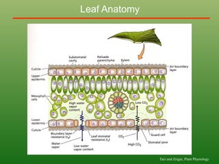 Leaf Anatomy
Taiz and Zeiger, Plant Physiology
 