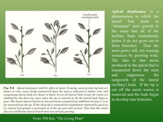 From: PM Ray, “The Living Plant”
Apical dominance is a
phenomenon in which the
apical bud tends to
“dominate” stem growth in
the sense that all of the
axillary buds immediately
below it do not grow out to
form branches. Thus the
stem grows tall, not wasting
resources by growing wide.
The idea is that auxin
produced in the apical bud is
transported down the stem
and suppresses the
outgrowth of the lateral
(axillary) buds. If the tip is
cut off the auxin source is
removed and the buds begin
to develop into branches.
 
