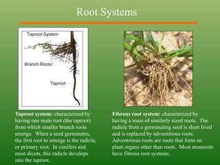 Root Systems
Taproot system: characterized by
having one main root (the taproot)
from which smaller branch roots
emerge. When a seed germinates,
the first root to emerge is the radicle,
or primary root. In conifers and
most dicots, this radicle develops
into the taproot.
Fibrous root system: characterized by
having a mass of similarly sized roots. The
radicle from a germinating seed is short lived
and is replaced by adventitious roots.
Adventitious roots are roots that form on
plant organs other than roots. Most monocots
have fibrous root systems.
 
