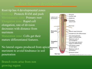 Root tip has 4 developmental zones
Root cap: Protects RAM and push
Meristematic zone: Primary root
Elongation zone: Rapid cell
elongation, rate of division
decreases with distance from
meristem
Maturation zone: Cells get their
mature differentiated features.
No lateral organs produced from apical
meristem to avoid hindrance in soil
penetration
Branch roots arise from non
growing region
Root System development
 