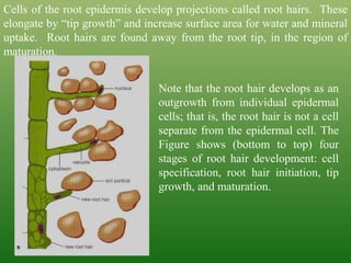 Cells of the root epidermis develop projections called root hairs. These
elongate by “tip growth” and increase surface area for water and mineral
uptake. Root hairs are found away from the root tip, in the region of
maturation.
Note that the root hair develops as an
outgrowth from individual epidermal
cells; that is, the root hair is not a cell
separate from the epidermal cell. The
Figure shows (bottom to top) four
stages of root hair development: cell
specification, root hair initiation, tip
growth, and maturation.
 