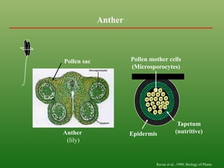 21-14
Anther
Tapetum
(nutritive)
Epidermis
Raven et al., 1999; Biology of Plants
Anther
(lily)
Pollen sac Pollen mother cells
(Microsporocytes)
 