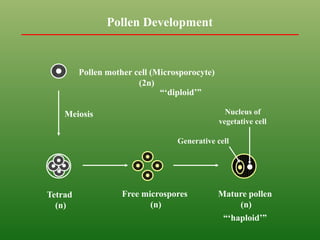 Tetrad
(n)
Free microspores
(n)
Mature pollen
(n)
Nucleus of
vegetative cell
Generative cell
Pollen mother cell (Microsporocyte)
(2n)
Meiosis
Pollen Development
“„diploid‟”
“„haploid‟”
 