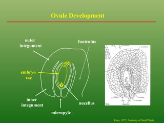 Ovule Development
micropyle
funiculus
outer
integument
inner
integument nucellus 20.8
Esau, 1977; Anatomy of Seed Plants
embryo
sac
 