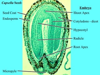 Capsella Seed:
Seed Coat
Endosperm
Embryo
Shoot Apex
Cotyledons - dicot
Hypocotyl
Radicle
Root Apex
Micropyle
 