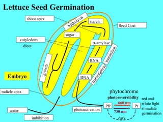 Lettuce Seed Germination
660 nm
730 nm
dark
Seed Coat
translation
transcription
hydrolysis
starch
sugar
α-amylase
RNA
DNA
imbibition
water
radicle apex
shoot apex
growthdicot
photoreversibility
Pfr Pr
photoactivation
Embryo
phytochrome
red and
white light
stimulate
germination
cotyledons
 