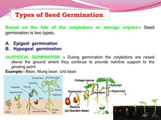 seed germination pulsee.pptx
