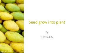 Seed grow into plant
By
Class 4-A
 