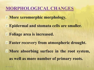 MORPHOLOGICAL CHANGES
More xeromorphic morphology.
Epidermal and stomata cells are smaller.
Foliage area is increased.
Faster recovery from atmospheric drought.
More absorbing surface in the root system,
as well as more number of primary roots.
09-10-2018 19
 