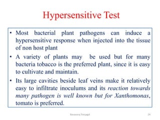 Hypersensitive Test
• Most bacterial plant pathogens can induce a
hypersensitive response when injected into the tissue
of non host plant
• A variety of plants may be used but for many
bacteria tobacco is the preferred plant, since it is easy
to cultivate and maintain.
• Its large cavities beside leaf veins make it relatively
easy to infiltrate inoculums and its reaction towards
many pathogen is well known but for Xanthomonas,
tomato is preferred.
24
Basavaraj Panjagal
 