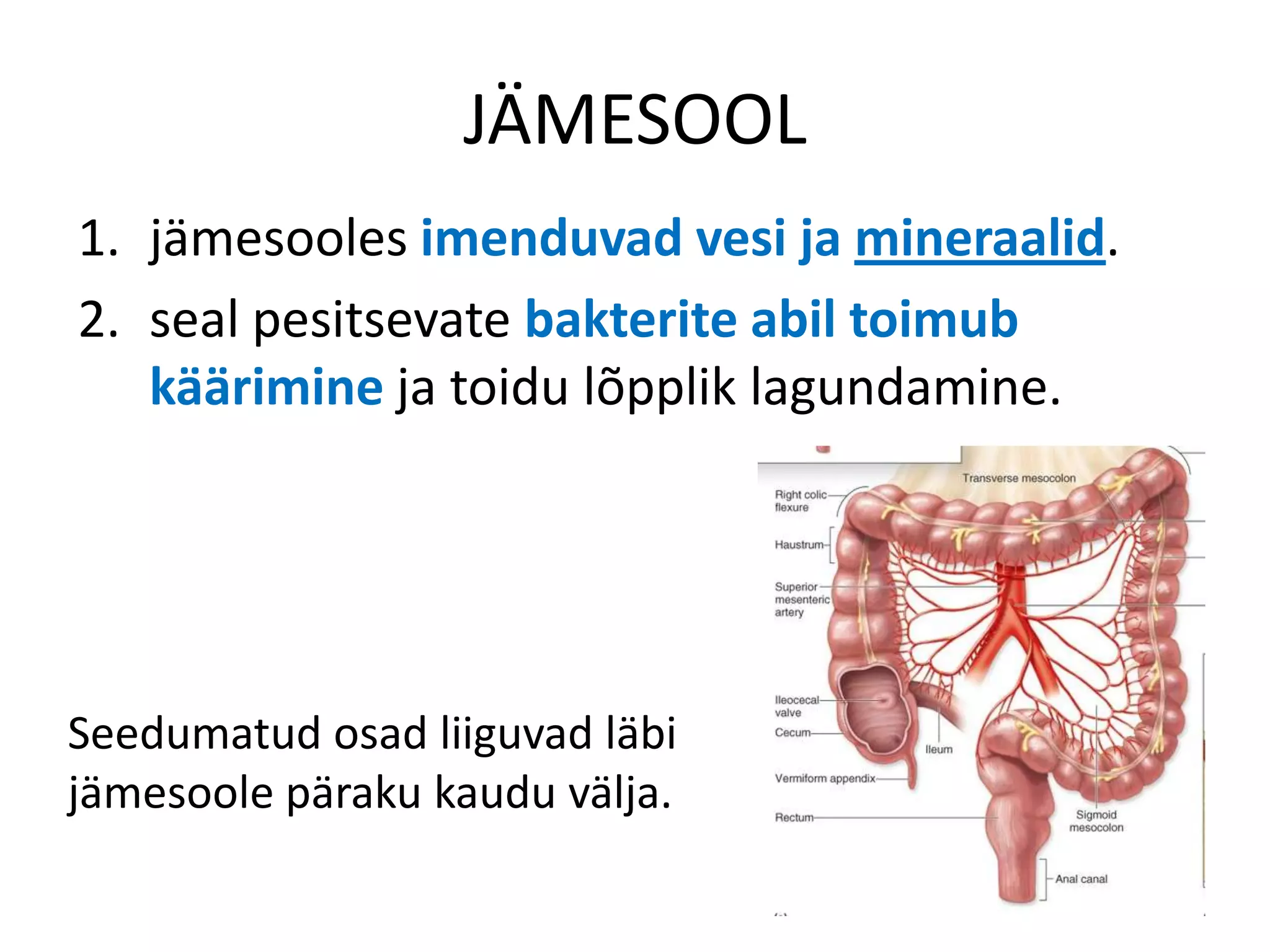 JÄMESOOL
1. jämesooles imenduvad vesi ja mineraalid.
2. seal pesitsevate bakterite abil toimub
   käärimine ja toidu lõpplik lagundamine.




Seedumatud osad liiguvad läbi
jämesoole päraku kaudu välja.
 