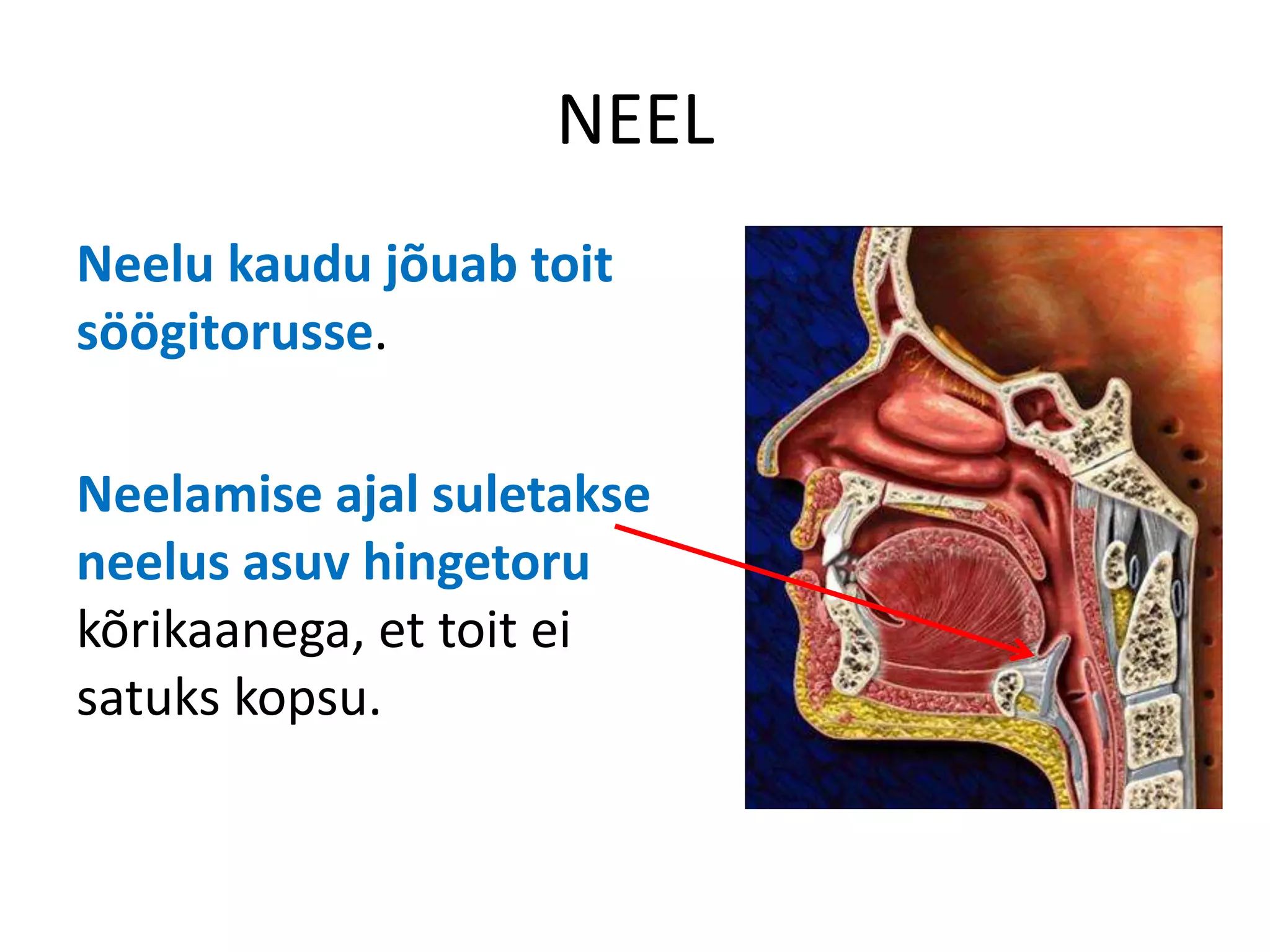 NEEL
Neelu kaudu jõuab toit
söögitorusse.

Neelamise ajal suletakse
neelus asuv hingetoru
kõrikaanega, et toit ei
satuks kopsu.
 