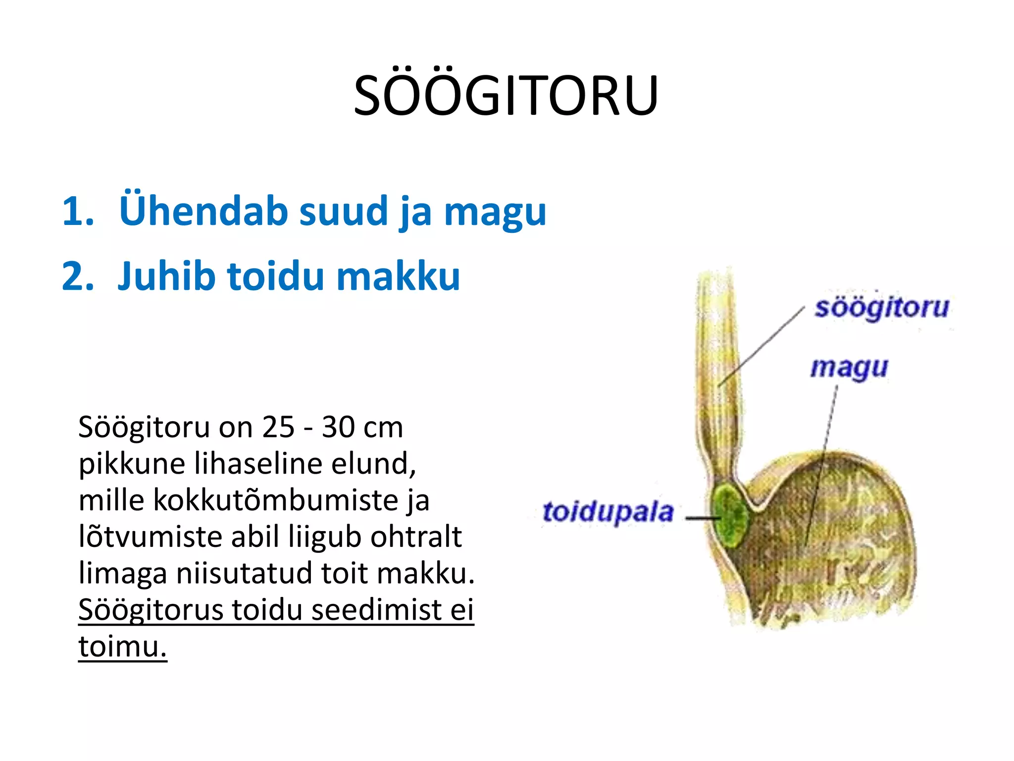 SÖÖGITORU
1. Ühendab suud ja magu
2. Juhib toidu makku


Söögitoru on 25 - 30 cm
pikkune lihaseline elund,
mille kokkutõmbumiste ja
lõtvumiste abil liigub ohtralt
limaga niisutatud toit makku.
Söögitorus toidu seedimist ei
toimu.
 