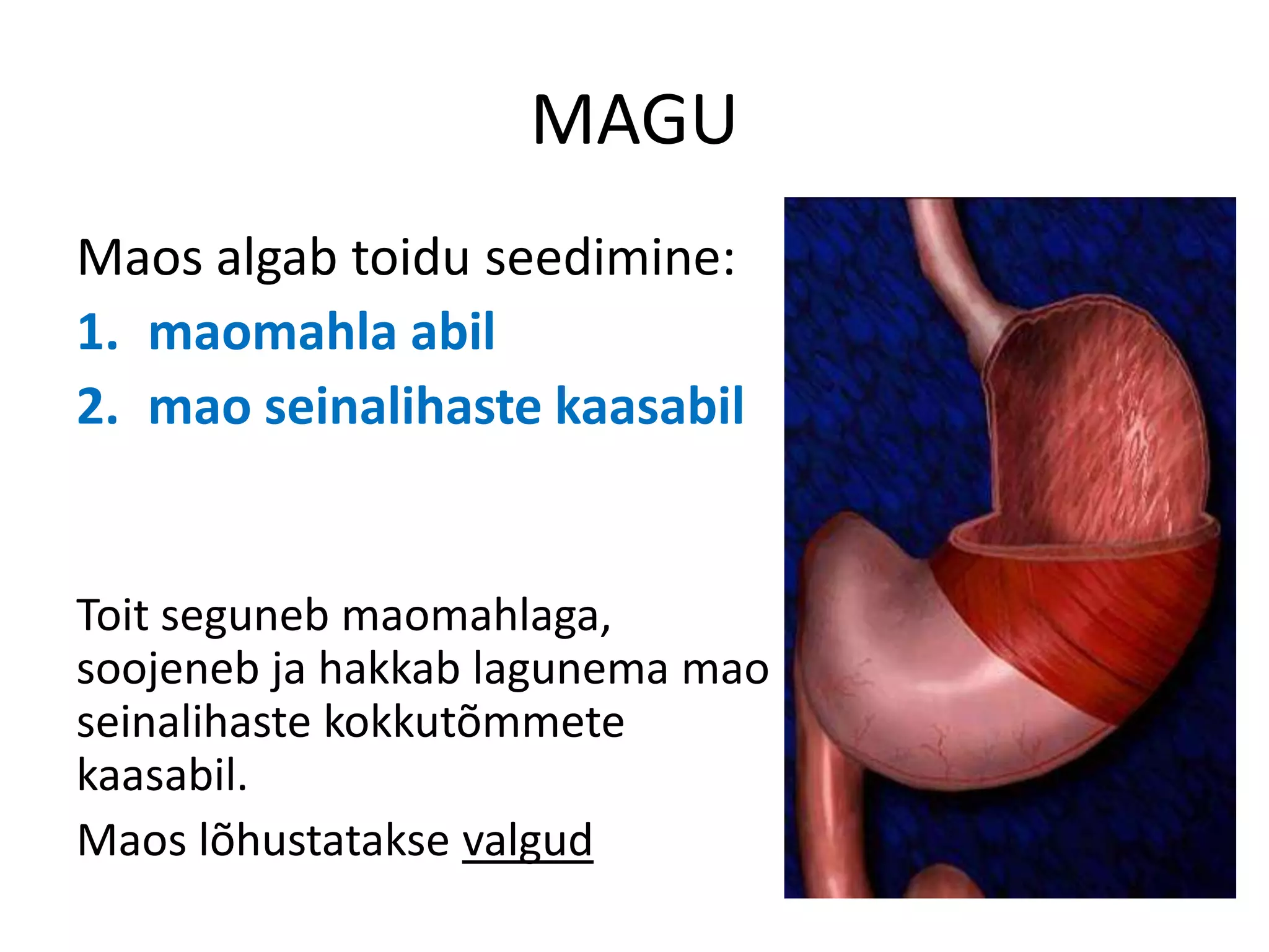 MAGU
Maos algab toidu seedimine:
1. maomahla abil
2. mao seinalihaste kaasabil


Toit seguneb maomahlaga,
soojeneb ja hakkab lagunema mao
seinalihaste kokkutõmmete
kaasabil.
Maos lõhustatakse valgud
 
