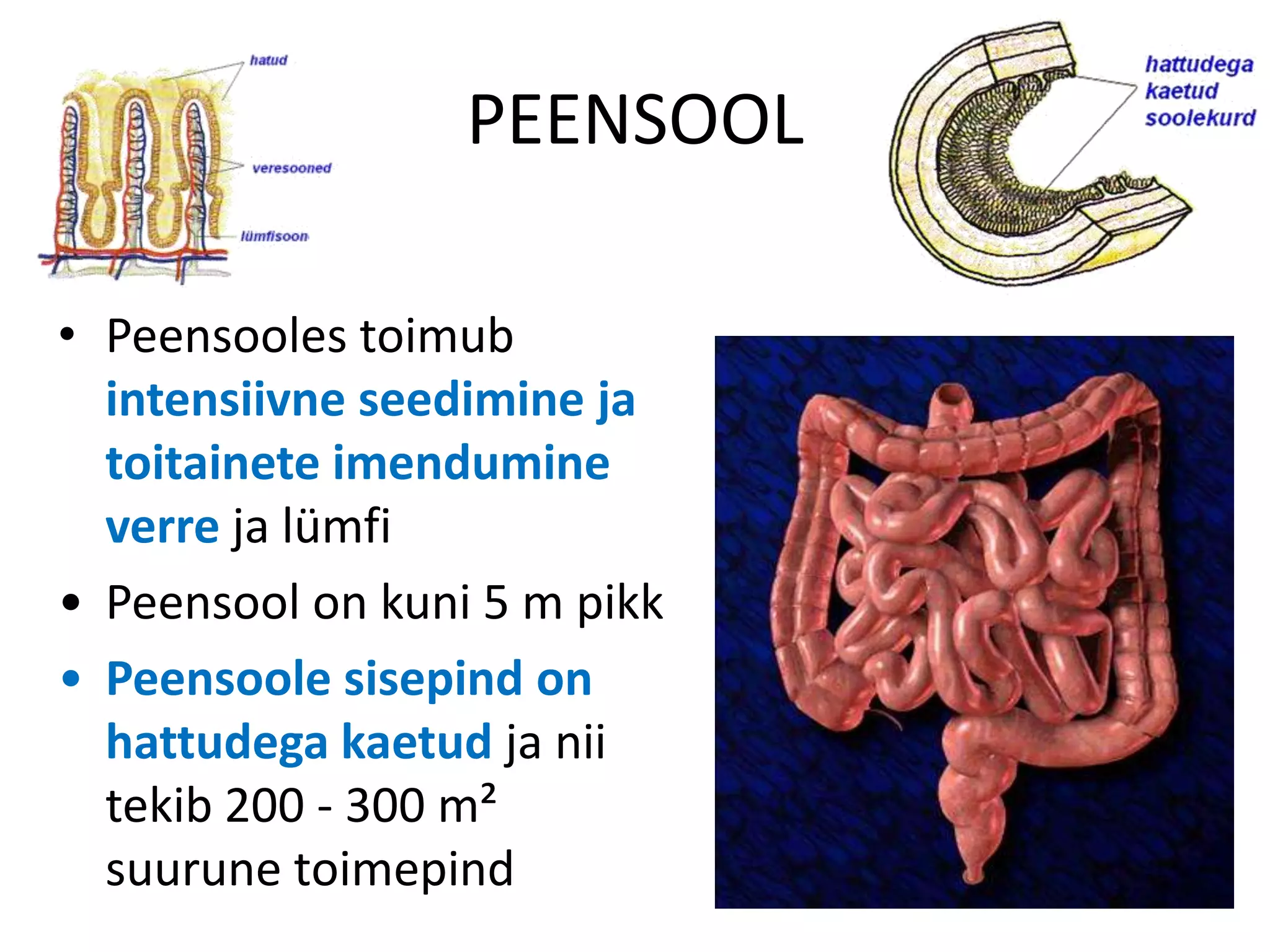 PEENSOOL

• Peensooles toimub
  intensiivne seedimine ja
  toitainete imendumine
  verre ja lümfi
• Peensool on kuni 5 m pikk
• Peensoole sisepind on
  hattudega kaetud ja nii
  tekib 200 - 300 m²
  suurune toimepind
 