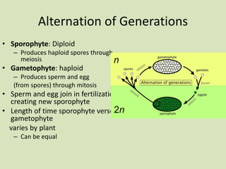 Alternation of Generations
• Sporophyte: Diploid
– Produces haploid spores through
meiosis
• Gametophyte: haploid
– Produces sperm and egg
(from spores) through mitosis
• Sperm and egg join in fertilization
creating new sporophyte
• Length of time sporophyte verses
gametophyte
varies by plant
– Can be equal
 