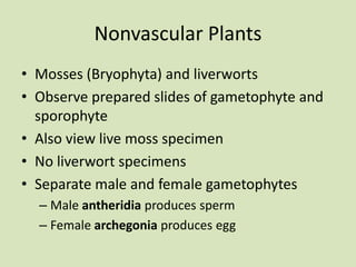 Nonvascular Plants
• Mosses (Bryophyta) and liverworts
• Observe prepared slides of gametophyte and
sporophyte
• Also view live moss specimen
• No liverwort specimens
• Separate male and female gametophytes
– Male antheridia produces sperm
– Female archegonia produces egg
 
