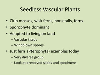 Seedless Vascular Plants
• Club mosses, wisk ferns, horsetails, ferns
• Sporophyte dominant
• Adapted to living on land
– Vascular tissue
– Windblown spores
• Just fern (Pterophyta) examples today
– Very diverse group
– Look at preserved slides and specimens
 