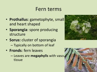 Fern terms
• Prothallus: gametophyte, small
and heart shaped
• Sporangia: spore producing
structure
• Sorus: cluster of sporangia
– Typically on bottom of leaf
• Fronds: fern leaves
– Leaves are megaphylls with vascular
tissue
 