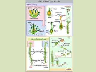 vascular seedless plants life cycle
