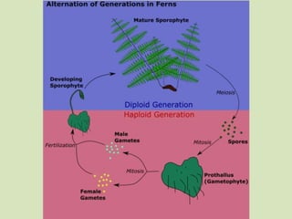 vascular seedless plants life cycle