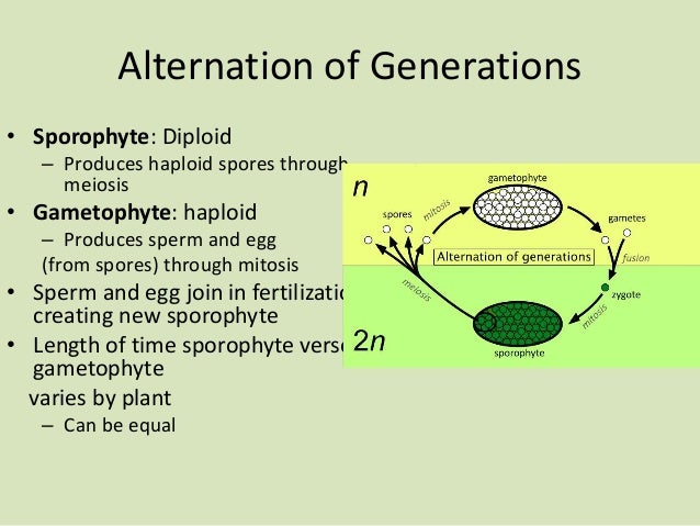 a a seed sperm Is