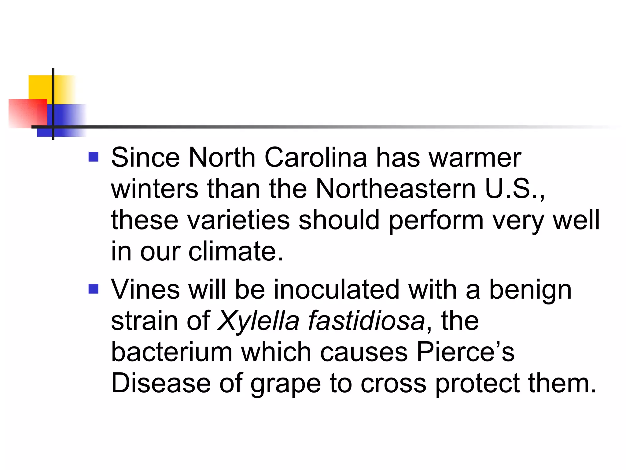 Since North Carolina has warmer winters than the Northeastern U.S., these varieties should perform very well in our climate. Vines will be inoculated with a benign strain of  Xylella fastidiosa , the bacterium which causes Pierce’s Disease of grape to cross protect them. 