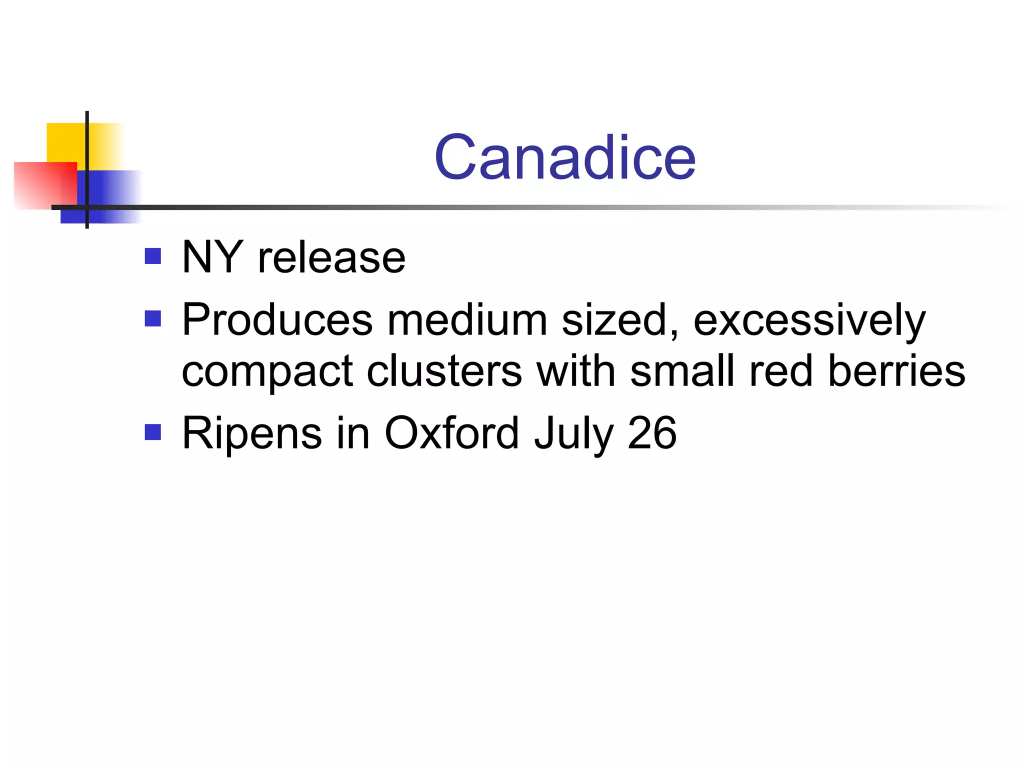 Canadice NY release Produces medium sized, excessively compact clusters with small red berries Ripens in Oxford July 26 