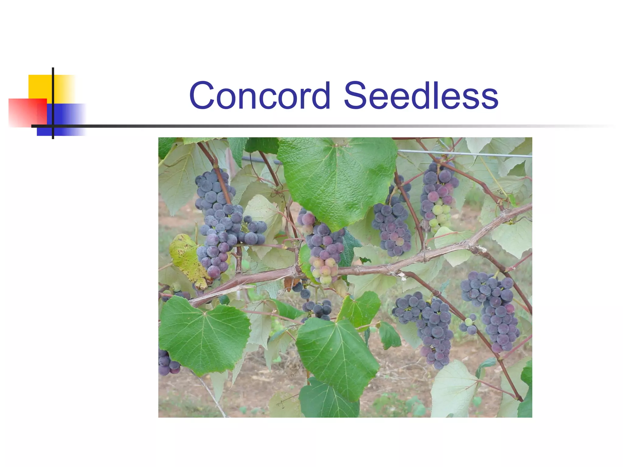 Concord Seedless 