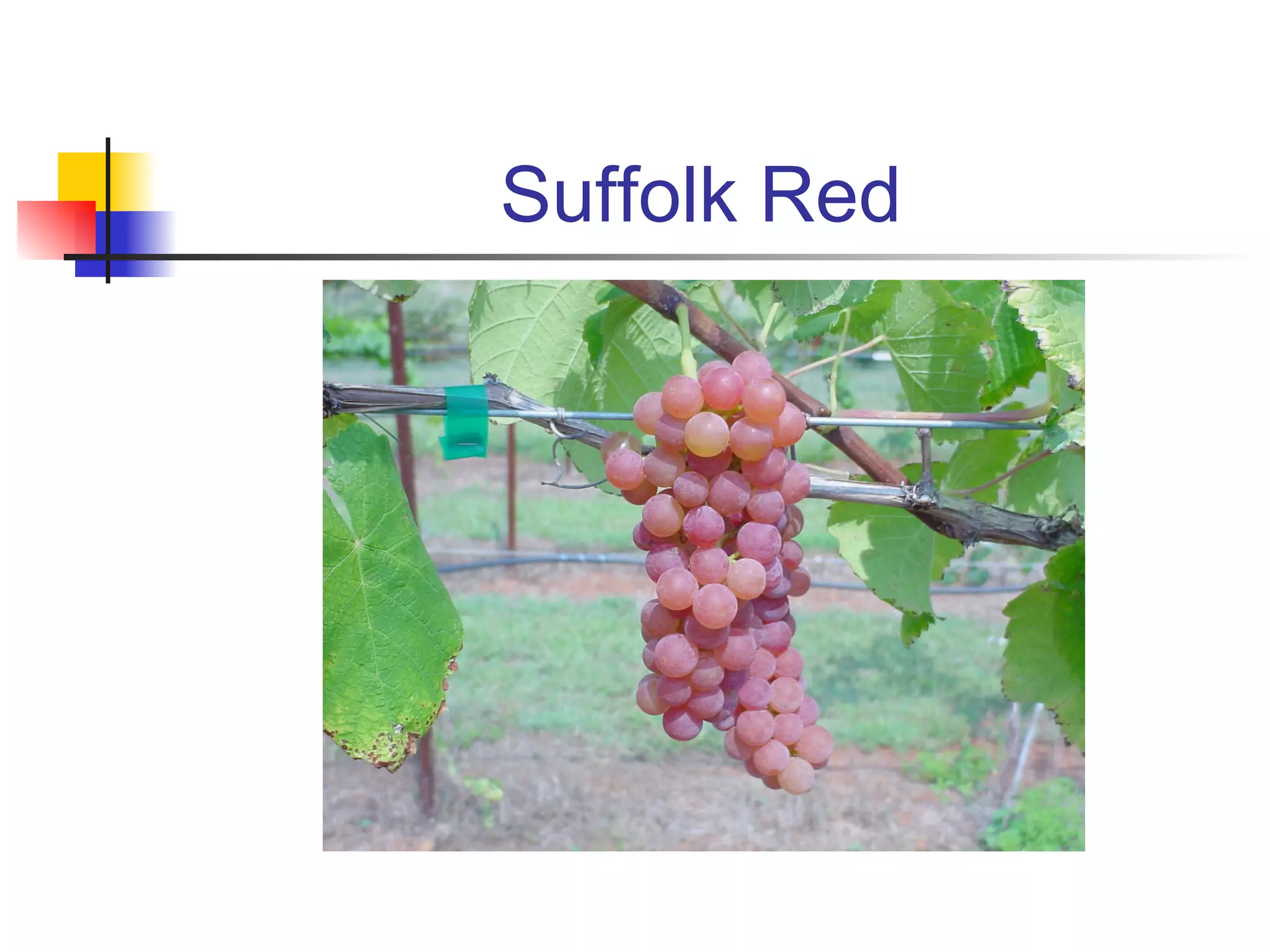 Suffolk Red 