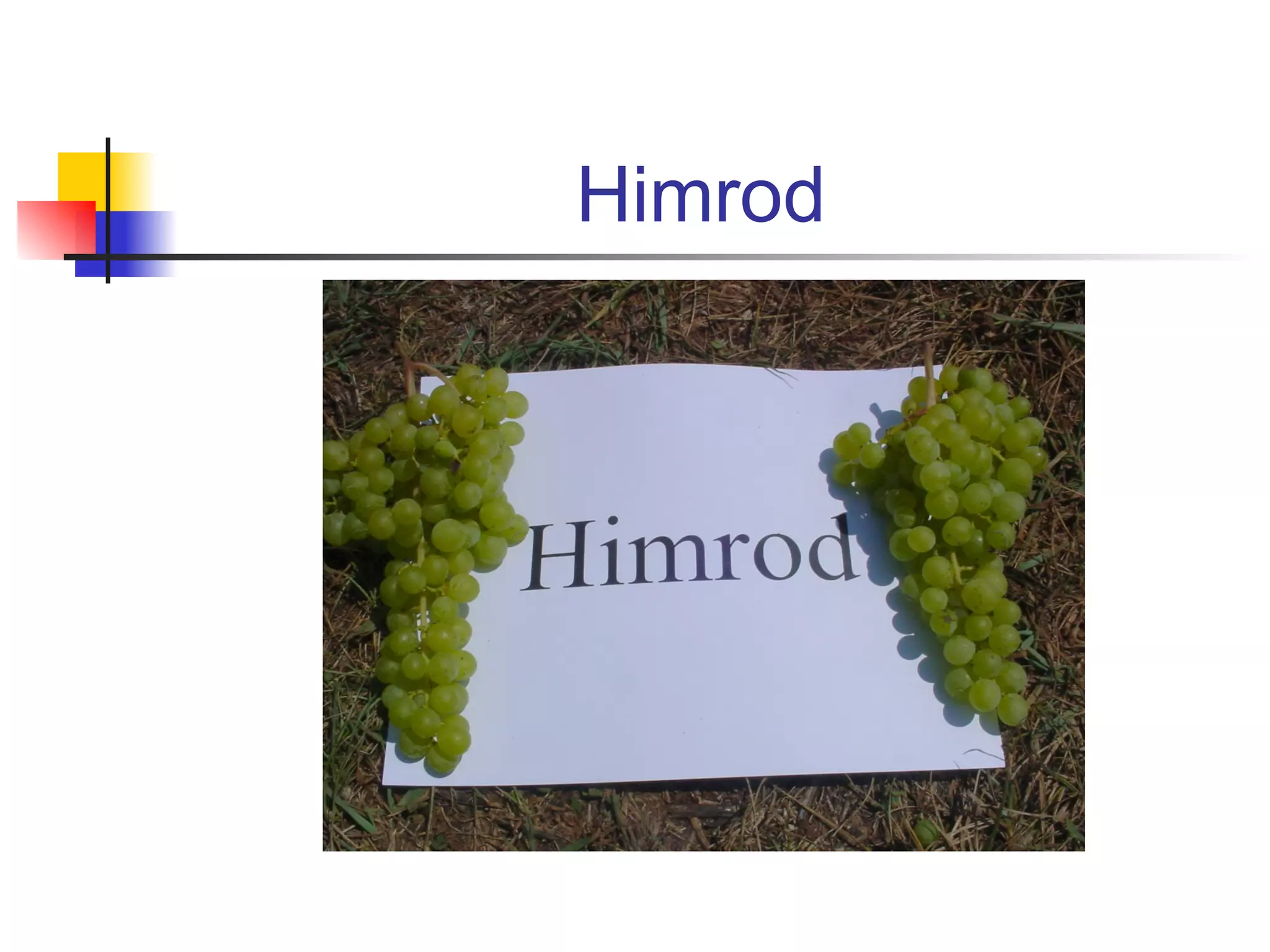 Himrod 