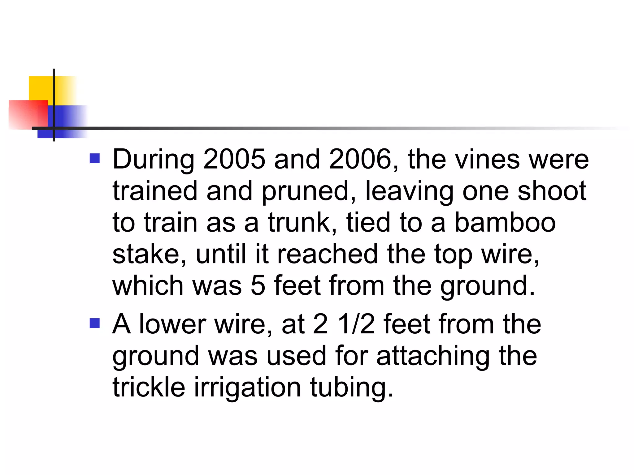 During 2005 and 2006, the vines were trained and pruned, leaving one shoot to train as a trunk, tied to a bamboo stake, until it reached the top wire, which was 5 feet from the ground. A lower wire, at 2 1/2 feet from the ground was used for attaching the trickle irrigation tubing. 