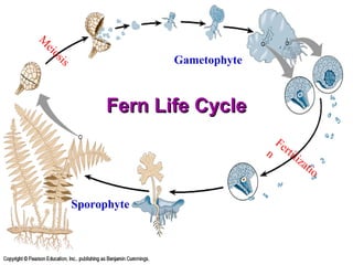 vascular seedless plants life cycle