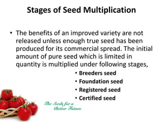 Seed multiplication