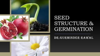SEED
STRUCTURE &
GERMINATION
DR.GURMINDER RAWAL
 