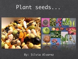 Plant seeds...




  By: Silvia Alvarez
 